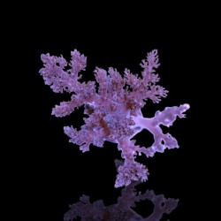 Lithophyton spp. Grade A