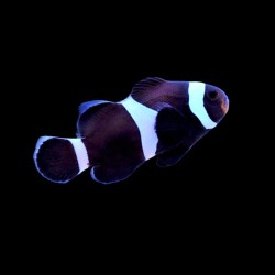 Amphiprion Ocellaris Schwarz| Coralandfishstore.nl