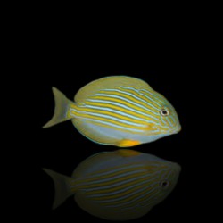 Acanthurus lineatus s-size|Coralandfishstore.nl