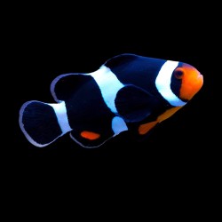 Amphiprion Ocellaris Black| Coralandfishstore.nl