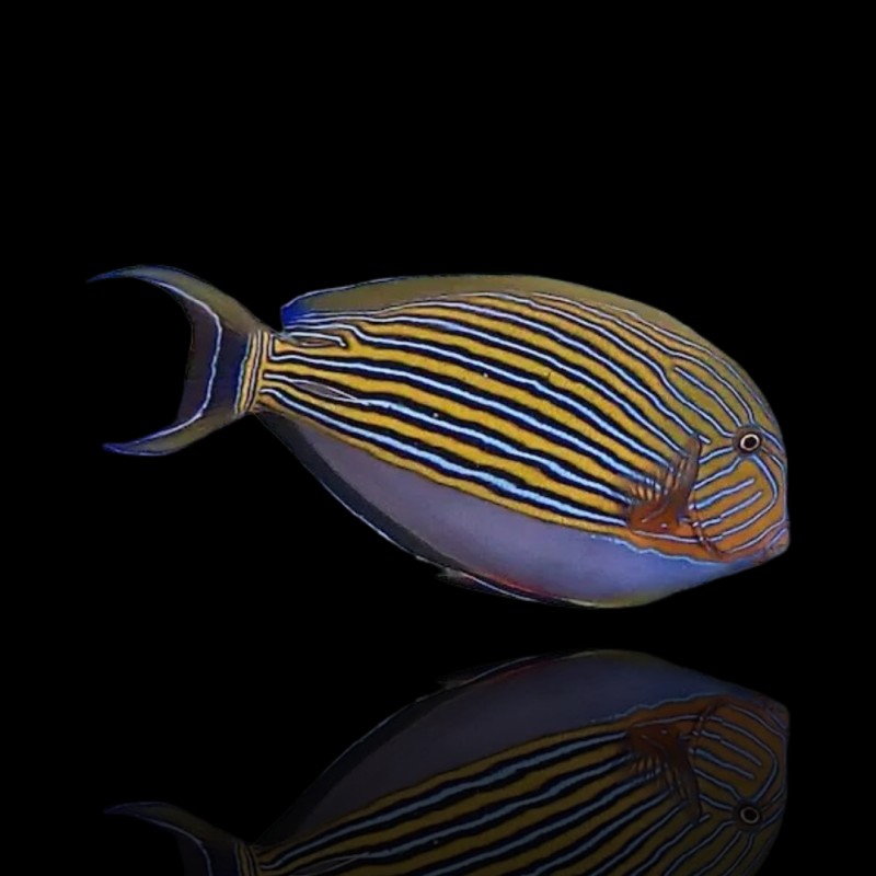 Acanthurus lineatus (XL)
