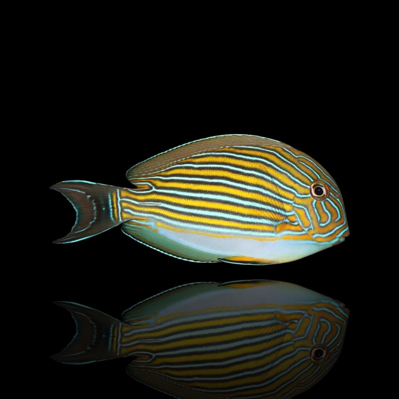 Acanthurus lineatus (XL)