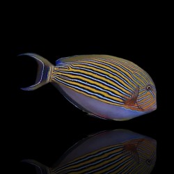 Acanthurus lineatus m-size|Coralandfishstore.nl