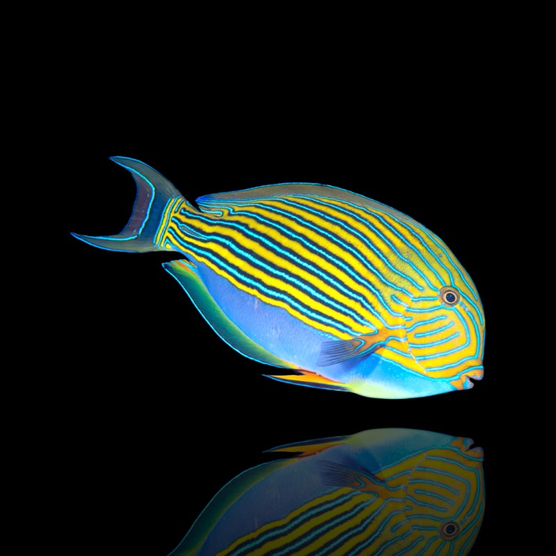 Acanthurus Lineatus (M)