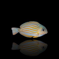 Acanthurus lineatus | Coralandfishstore.nl