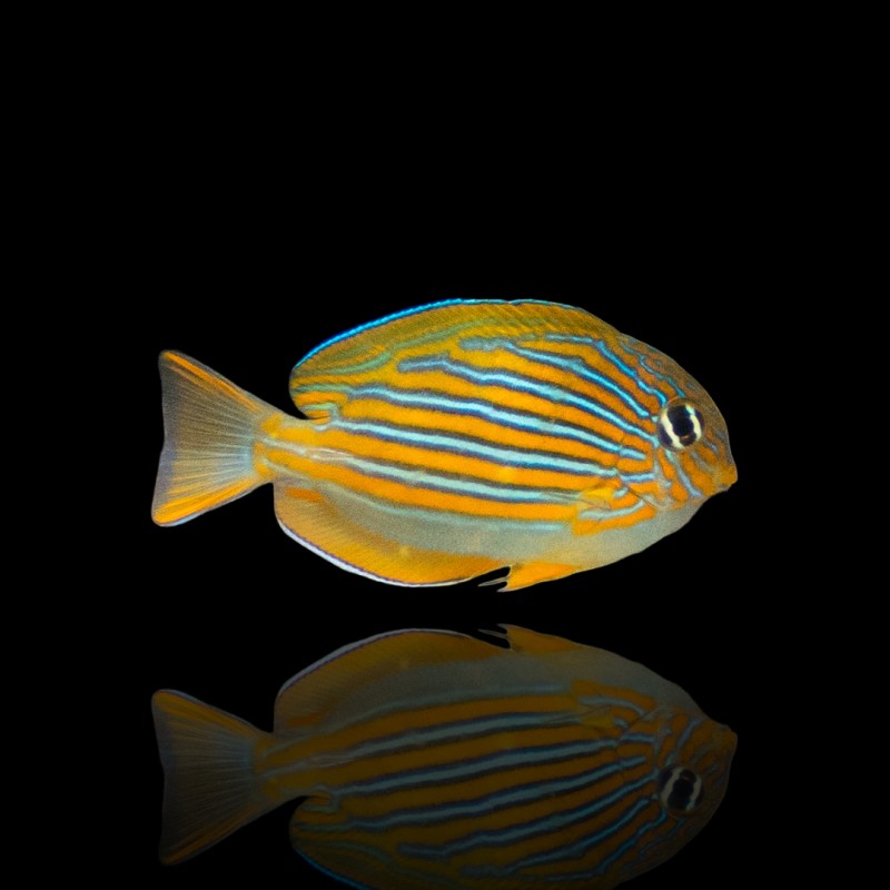 Acanthurus Lineatus (L)