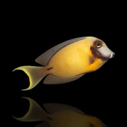 Gelber Acanthurus Pyroferus, Jungtier, mittelgroß | Coralandfishstore.nl