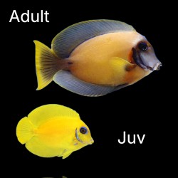 Acanthurus Pyroferus jaune juvénile taille moyenne | Coralandfishstore.nl