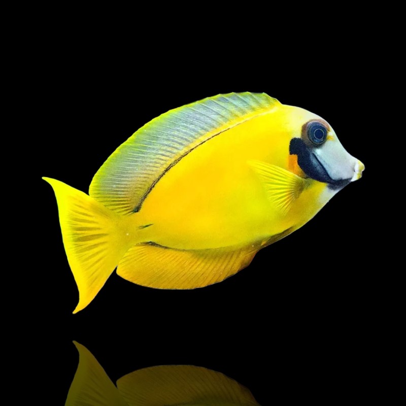 Acanthurus Pyroferus Jaune S ( Juv )