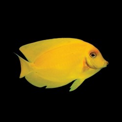 Acanthurus Pyroferus jaune juvénile | Coralandfishstore.nl