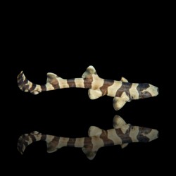 Chiloscyllium Punctatum | Coralandfishstore.nl