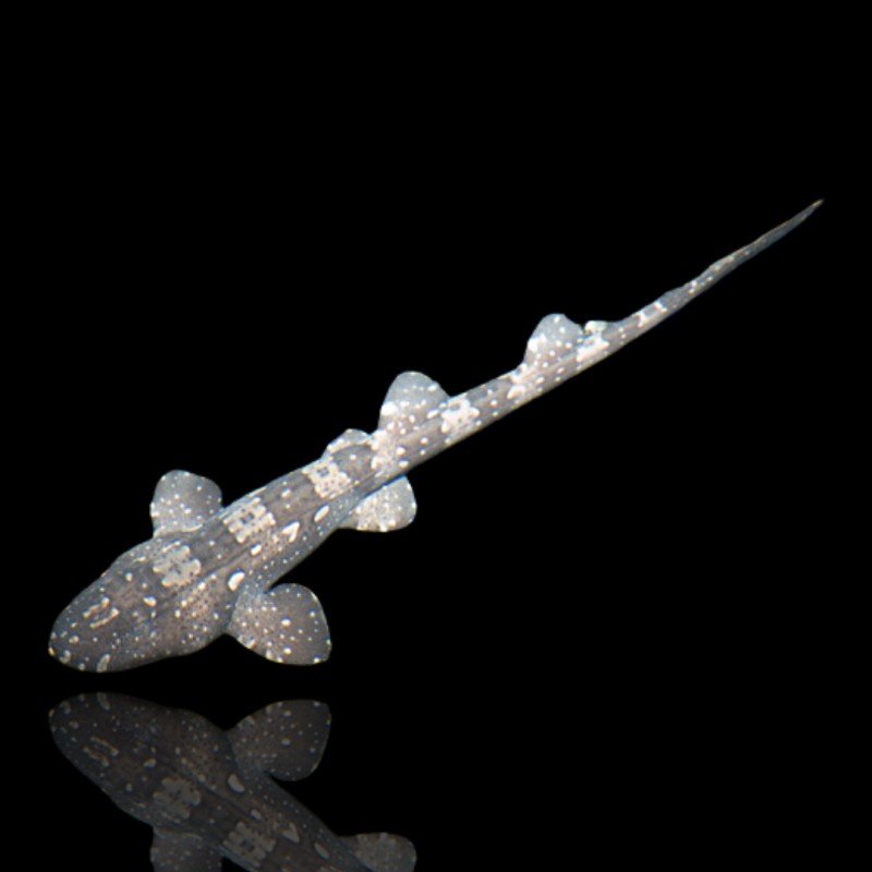 Chiloscyllium Plagiosum (L)