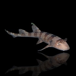 Chiloscyllium plagiosum| Coralandfishstore.nl