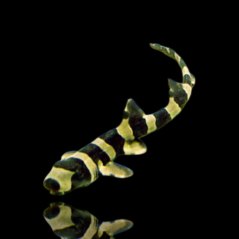 Chiloscyllium Punctatum (L)