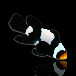 Amphirion ocellaris Langflossen-Schwarzfreund? | Coralandfishstore.nl