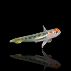 Elacatinus puncticulatus, Rotkopfschleimfisch