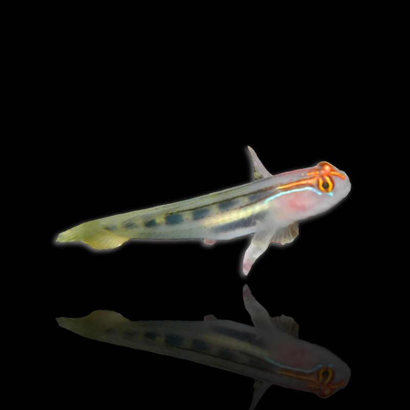 Elacatinus Puncticulatus