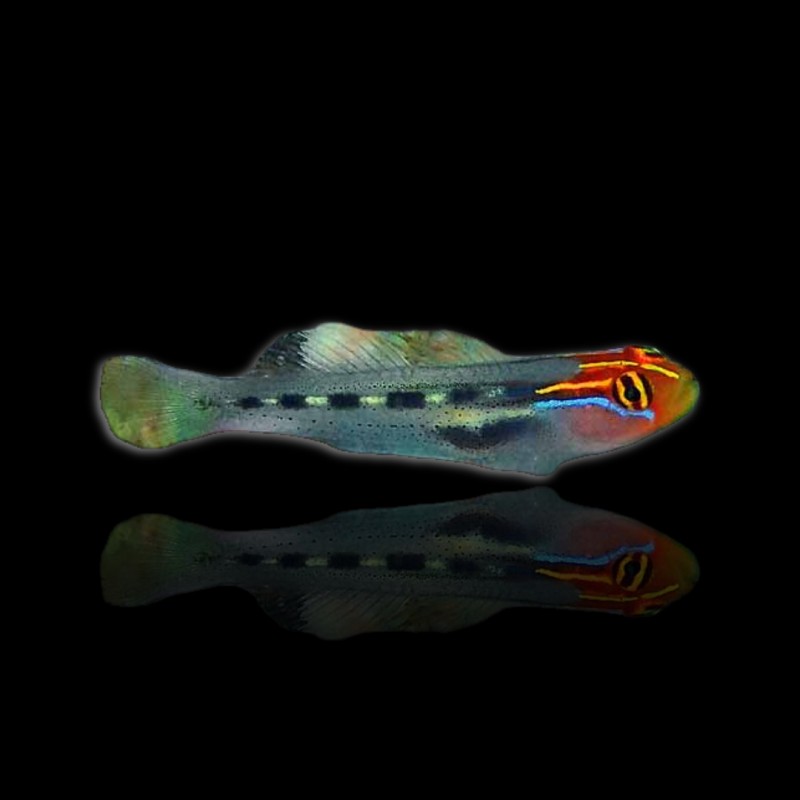 Elacatinus Puncticulatus