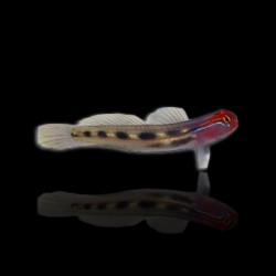 Elacatinus puncticulatus, Rotkopfschleimfisch