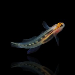 Elacatinus puncticulatus, Rotkopfschleimfisch