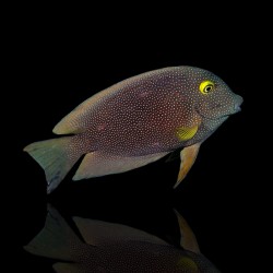 Ctenochaetus Truncatus (M) |Coralandfishstore.nl