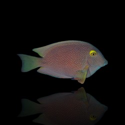 Ctenochaetus Truncatus (M) |Coralandfishstore.nl