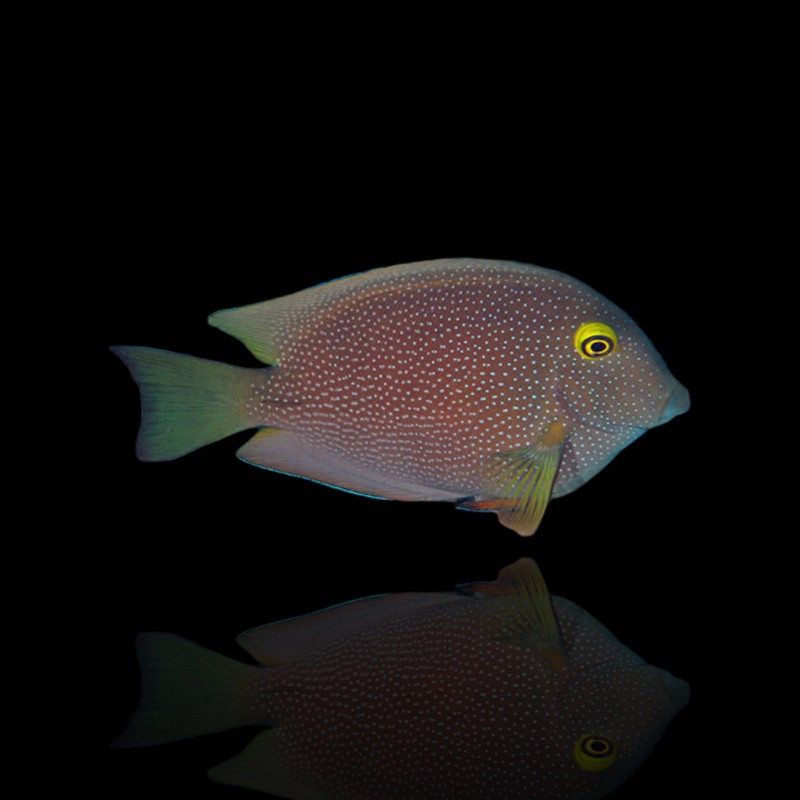 Ctenochaetus truncatus S