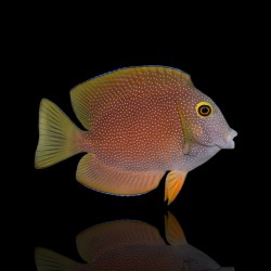 Ctenochaetus truncatus S kaufen? | Coralandfishstore.nl