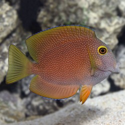 Ctenochaetus truncatus S kaufen? | Coralandfishstore.nl