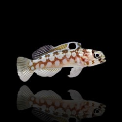 Opistognathus dendriticus kaufen? | Coralandfishstore.nl