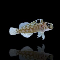 Opistognathus dendriticus kaufen? | Coralandfishstore.nl