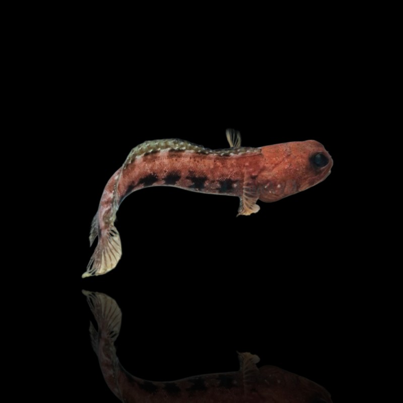 Opistognathus castelnaui