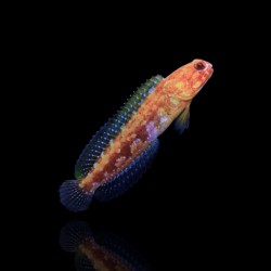 Opistognathus castelnaui kaufen? | Coralandfishstore.nl