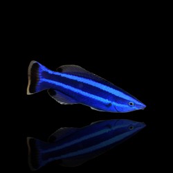 Larabicus quadrilineatus