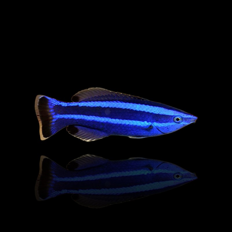 Larabicus quadrilineatus