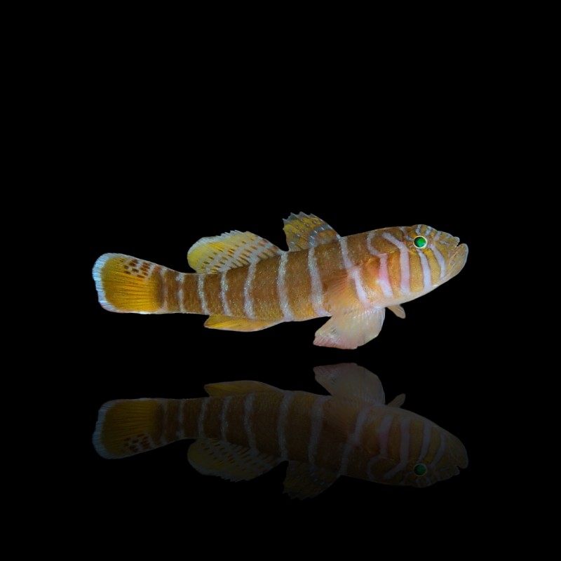 Umgeben von Priolepis