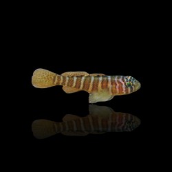 Priolepis cincta kaufen? | Coralandfishstore.nl