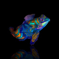 Pterosynchiropus splendidus - Nakweek kaufen? | Coralandfishstore.nl