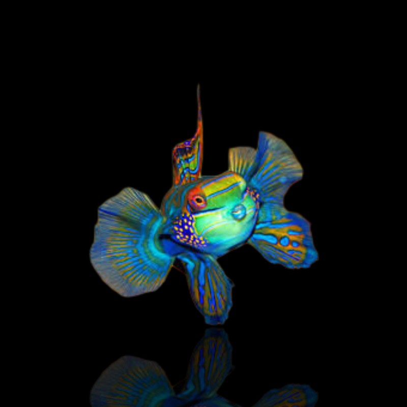 Pterosynchiropus splendidus – Nakweek