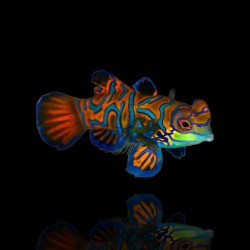 Pterosynchiropus splendidus - Nakweek kaufen? | Coralandfishstore.nl