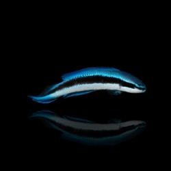 Pseudochromis indigo (Electric) - Nakweek