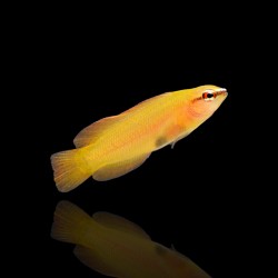 Pseudochromis leucorhynchus - Nakweek kopen? | Coralandfishstore.nl