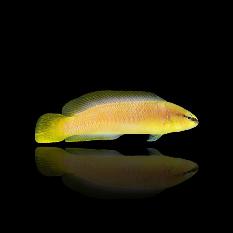 Pseudochromis leucorhynchus - Nakweek
