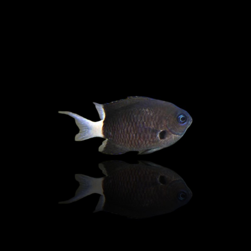 Chromis margaritifer