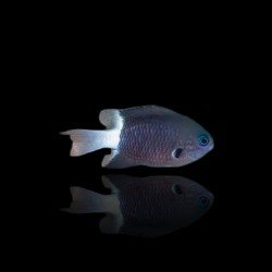 Chromis margaritifer kaufen? | Coralandfishstore.nl