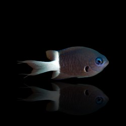 Chromis margaritifer kaufen? | Coralandfishstore.nl