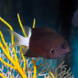 Chromis margaritifer kaufen? | Coralandfishstore.nl
