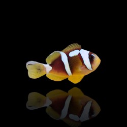Amphiprion bicinctus (Spotcinctus) Nakweek kaufen? | Coralandfishstore.nl