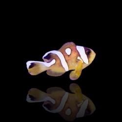 Amphiprion bicinctus (Spotcinctus) Nakweek kaufen? | Coralandfishstore.nl