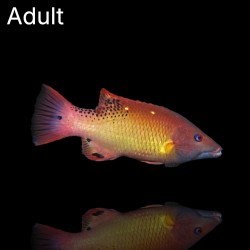 Bodianus Diana | Coralandfishstore.nl